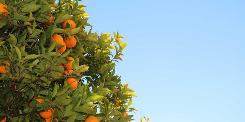 健康管理71：健康追踪、医疗科技与在线医疗如何重塑现代健康生活