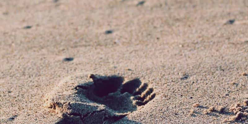 健康管理新纪元：解锁健康追踪、数字健康与专业咨询的三大核心优势