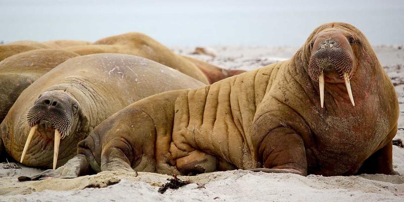 数字健康新纪元：如何利用可穿戴设备优化运动表现与预防损伤