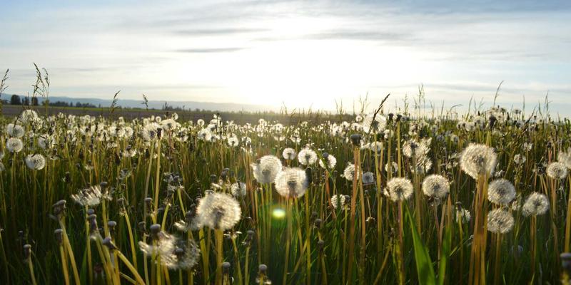 糖尿病前期如何科学逆转？健康管理与在线医疗的实操指南