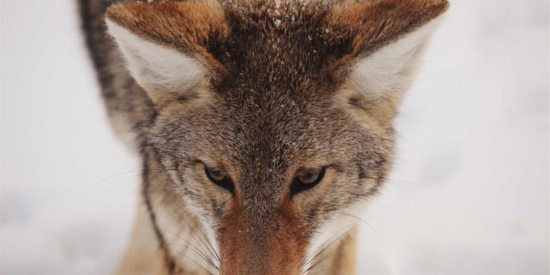 预防保健与健康管理：现代人应对焦虑压力、保持情绪稳定的实用指南